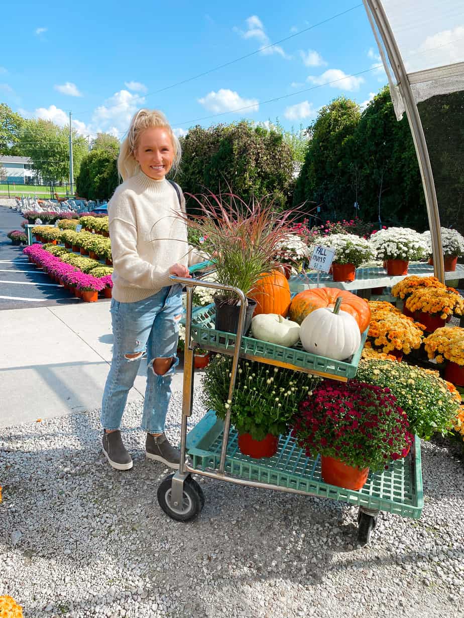How To Take Care of Fall Mums