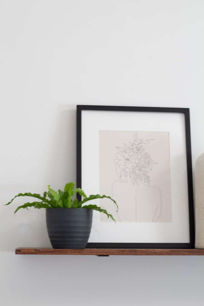 5 Easy House Plants to Keep Alive With Minimal Effort - The Homeblondy