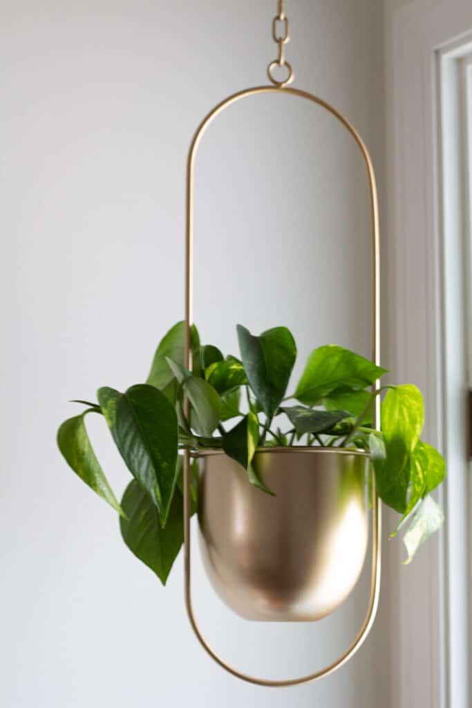 easy houseplants hanging